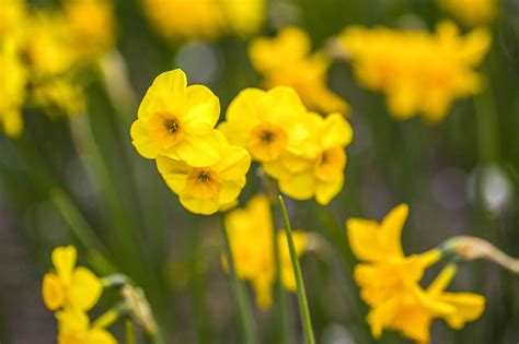 Jonquil: Care and Growing Guide