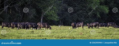 Panorama Of Cow Herd With Cattle Egrets Stock Photo Image Of Brood