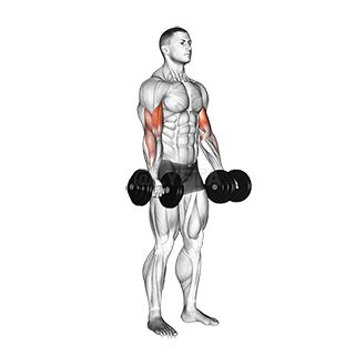 Biceps Curl - Video Guide | Lyfta