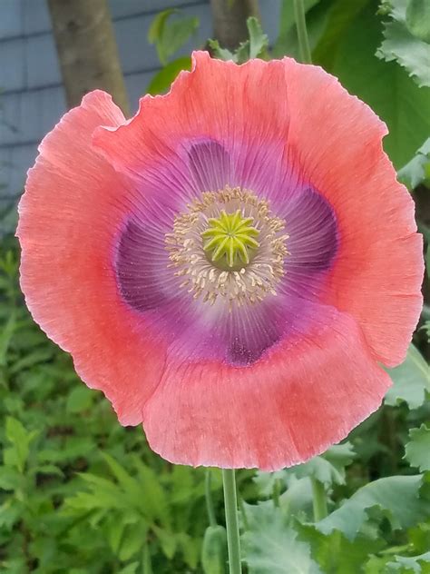 Perfect Poppy Summer Flower Bring Joy To Our Hearts This Flickr