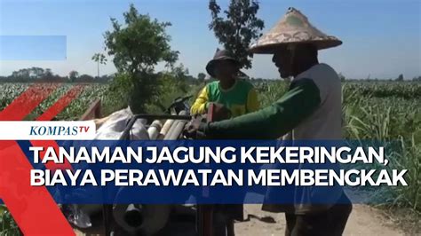 Tanaman Jagung Kekeringan Petani Di Jember Rogoh Kocek Dalam Demi