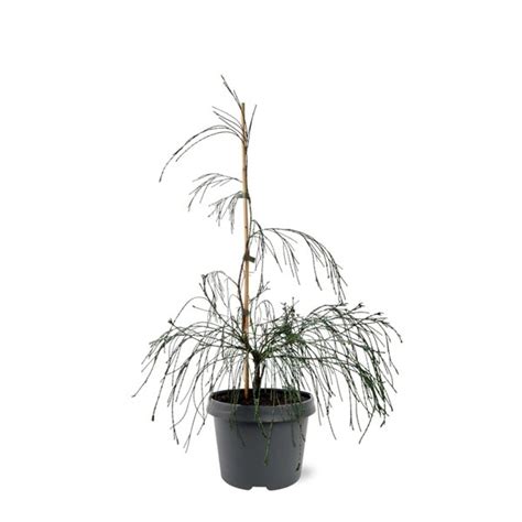 Chamaecyparis Lawsoniana Drooping Solo Pot Ltr Gardenpalms