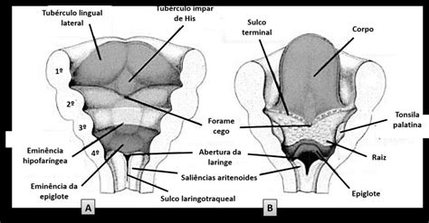 Cortes Longitudinais Da Faringe Primitiva Mostrando O Desenvolvimento