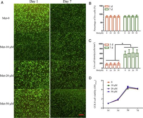 The Effect Of Metformin On The Cell Viability And Proliferation Of