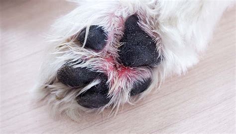 7 Dog Paw Problems That Every Pet Owner Must Be Aware Of