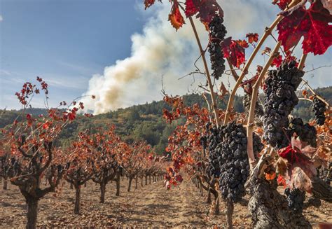 Value Of North Coasts 2020 Grape Harvest Cut In Half By Wildfires