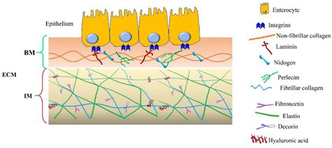 Extracellular Matrix Ecm Compartments Schematic Representation Of