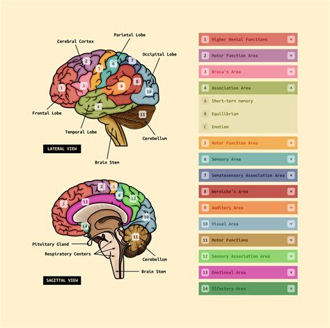 Andrei Marius - Human Brain Diagram