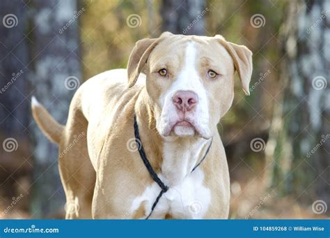 American Bulldog Pitbull Mixed Breed Dog Stock Photo - Image of bulldog ...