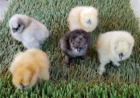 Assorted Silkie Bantam Day Old Chicks Day Old Chicks 40 Off