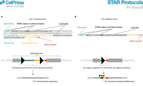 Figure 1 From Crispr Cas9 Mediated Insertion Of A Short Artificial Intron For The Generation Of