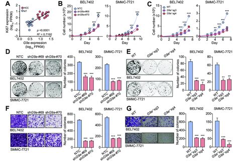 Knockdown And Knockout Of G9a Suppressed HCC Proliferation And