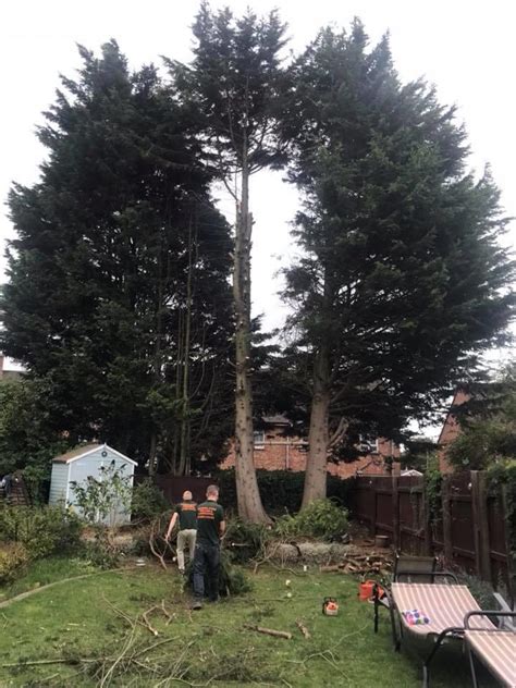 Surrey Sussex Landscaping Tree Care Tree Surgery Driveways