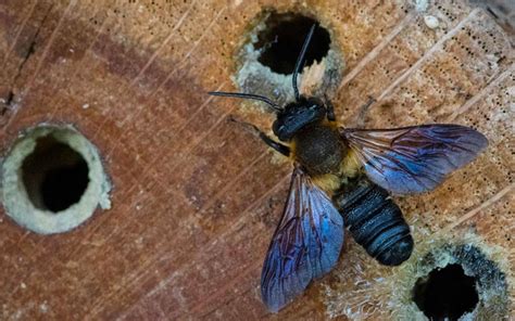 Comment Construire Un Nichoir Pour Les Abeilles Solitaires