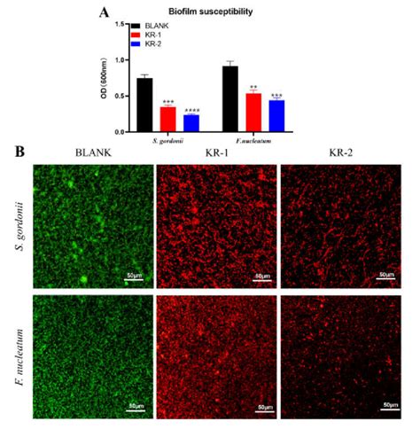 Antibacterial Effects Of KR1 And KR2 On S Gordonii And F Nucleatum