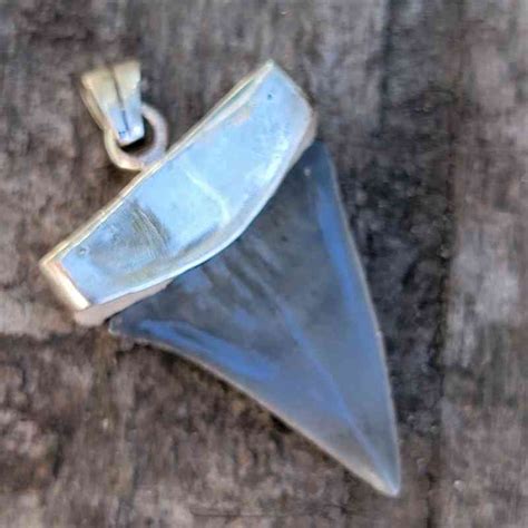 Silver Plated Extinct Great White Shark Tooth Pendants