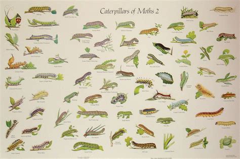 Moth Caterpillar Identification Chart