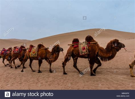 Silk Road Camel Train Stock Photos & Silk Road Camel Train Stock Images ...