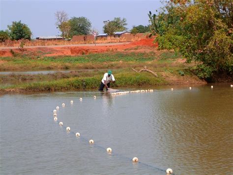 Fish Farming A First In Northern Ghana — Grid And Nea