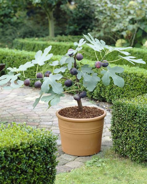 growing dwarf fruit trees in containers Dwarf trees to grow in containers and pots - Home and ...