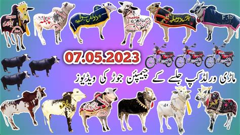 Bull Race In Pakistan Marri Jalsa Shola Ty Mundri