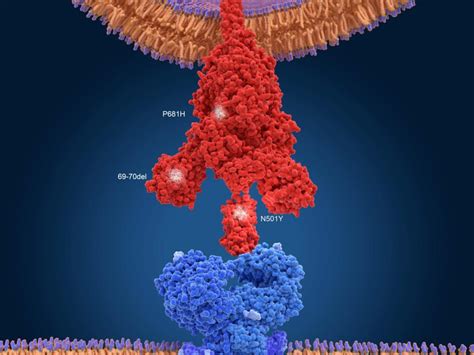 The Science You Need To Understand About Covid Variants And Vaccines