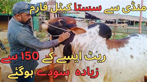 Mandi Se Sasta Cattle Farm Karachi Maweshi Mandi Khuram Abad