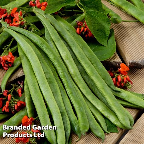 Runner Bean Scarlet Empire Seeds Thompson Morgan