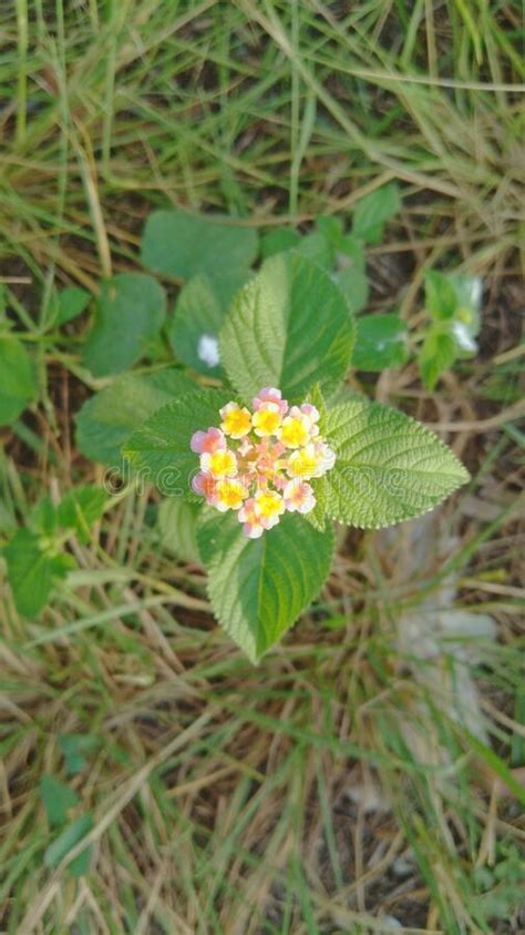 Bela Flor De Uma Grama Que Cresce Ao Redor De Uma Floresta Tropical De