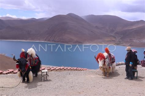 Danau Suci Yamdrok Di Puncak Pegunungan Tibet Antara Foto