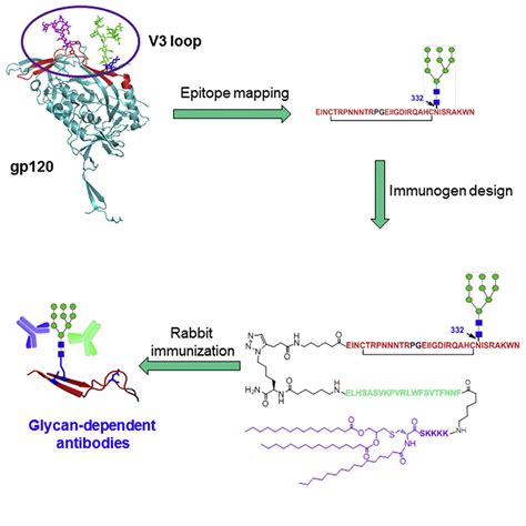 Synthetic Three Component Hiv 1 V3 Glycopeptide Immunogens Induce