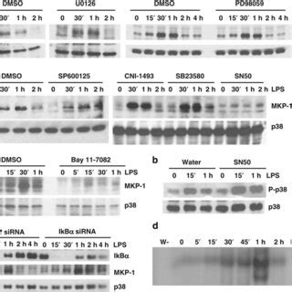 NF κB but not MAPK mediates LPS induced expression of MKP 1 in IEC 6