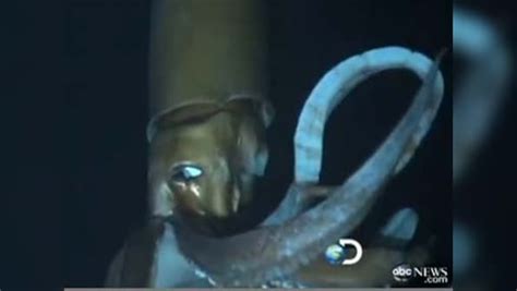 Viral Video Footage Of Giant Squid Swimming Off Japan Coast Firstpost