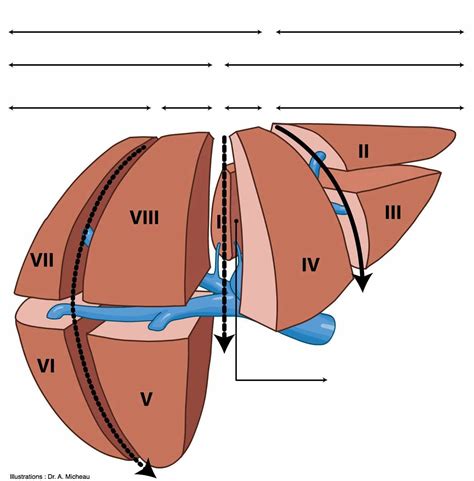 Hepatic Segmentation Lobes Parts Divisions And Segments Off