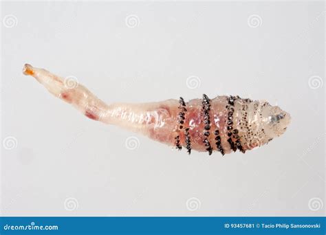 Human Botfly Larva Dermatobia Hominis Stock Image Image Of Botfly