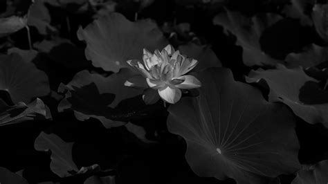 Download Wallpaper 3840x2160 Lotus Bw Leaves Blossoms 4k Uhd 169 Hd