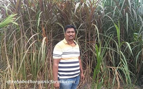 How And When To Harvest Red Napier Grass