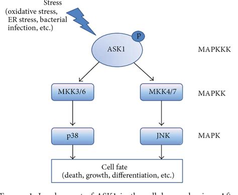 Figure 1 From Cell Type Specific Mechanisms In The Pathogenesis Of