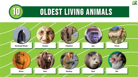 The 10 Oldest Living Mammals - A-Z Animals