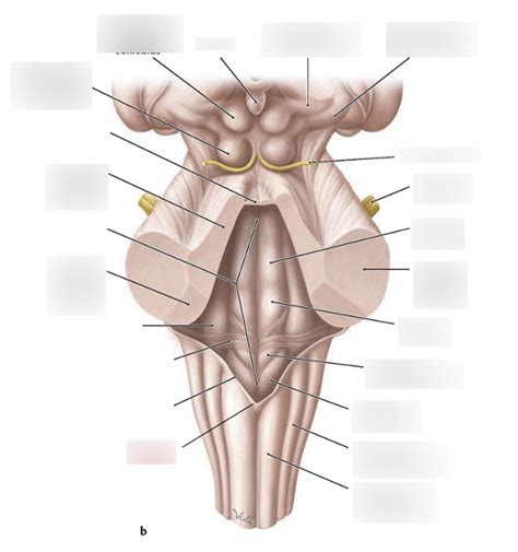 Dorsal View Brainstem Diagram Quizlet