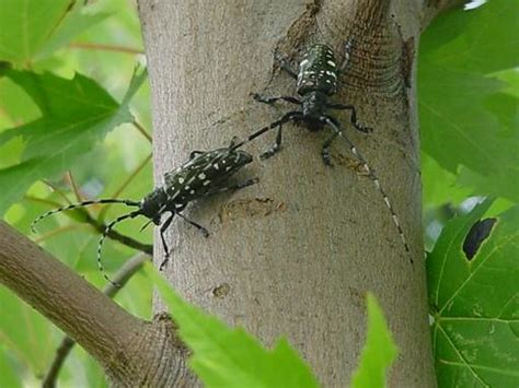 What Does Maple Syrup Have In Common With An Invasive Insect Usda