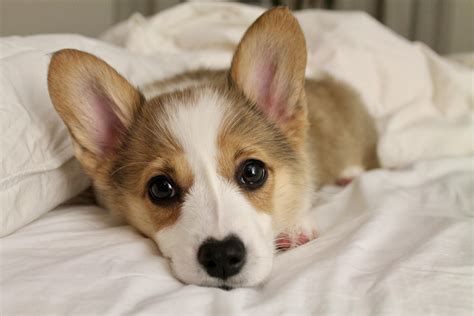 Puppy Dog Eyes 😍 Rcorgi