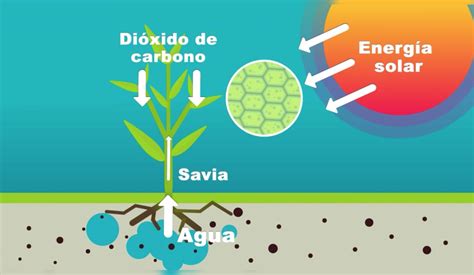 Etiqueta Niveles tróficos para recurso Nueva Escuela Mexicana