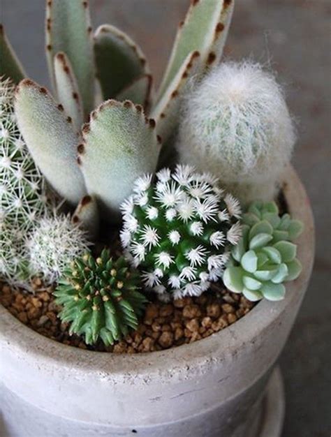 15 Awesome Mini Cactus Gardens Succulents Mini Cactus Garden Plants