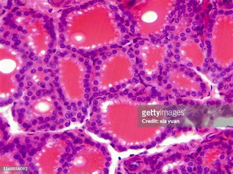 Simple Cuboidal Epithelium Under Microscope