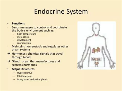 Ppt Endocrine System Powerpoint Presentation Free Download Id1932083