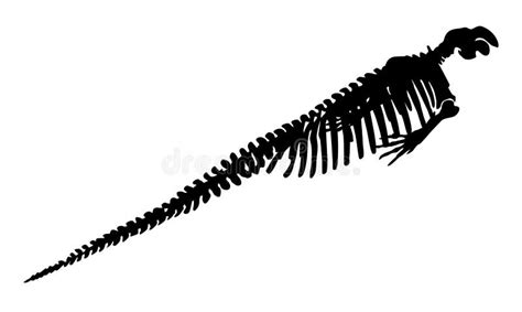 Silhouette of Steller`s Sea Cow Skeleton Stock Vector - Illustration of ...