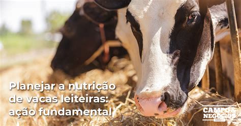 Planejar A Nutrição De Vacas Leiteiras Ação Fundamental Revista