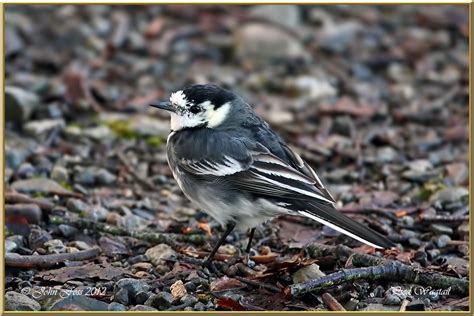 Pied Wagtail John Foss Greaghnafarna Ballinaglera Ireland