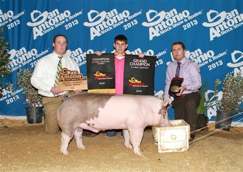 Champion Show Pig